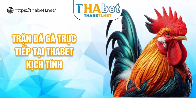 Trận đá gà trực tiếp tại Thabet kịch tính